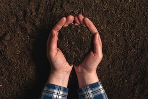 Soil fertility analysis as agricultural activity, female farmer holding arable ploughed dirt in cupped hands